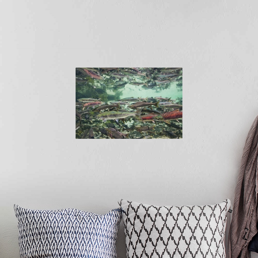 A bohemian room featuring USA, Alaska, Katmai National Park. Underwater view of spawning Chum and Red Salmon in stream near...