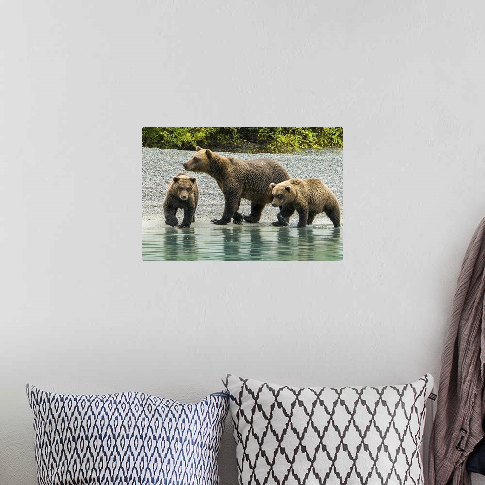 A bohemian room featuring Alaska, Lake Clark, Mom And Two Cubs Walking Along The Shoreline