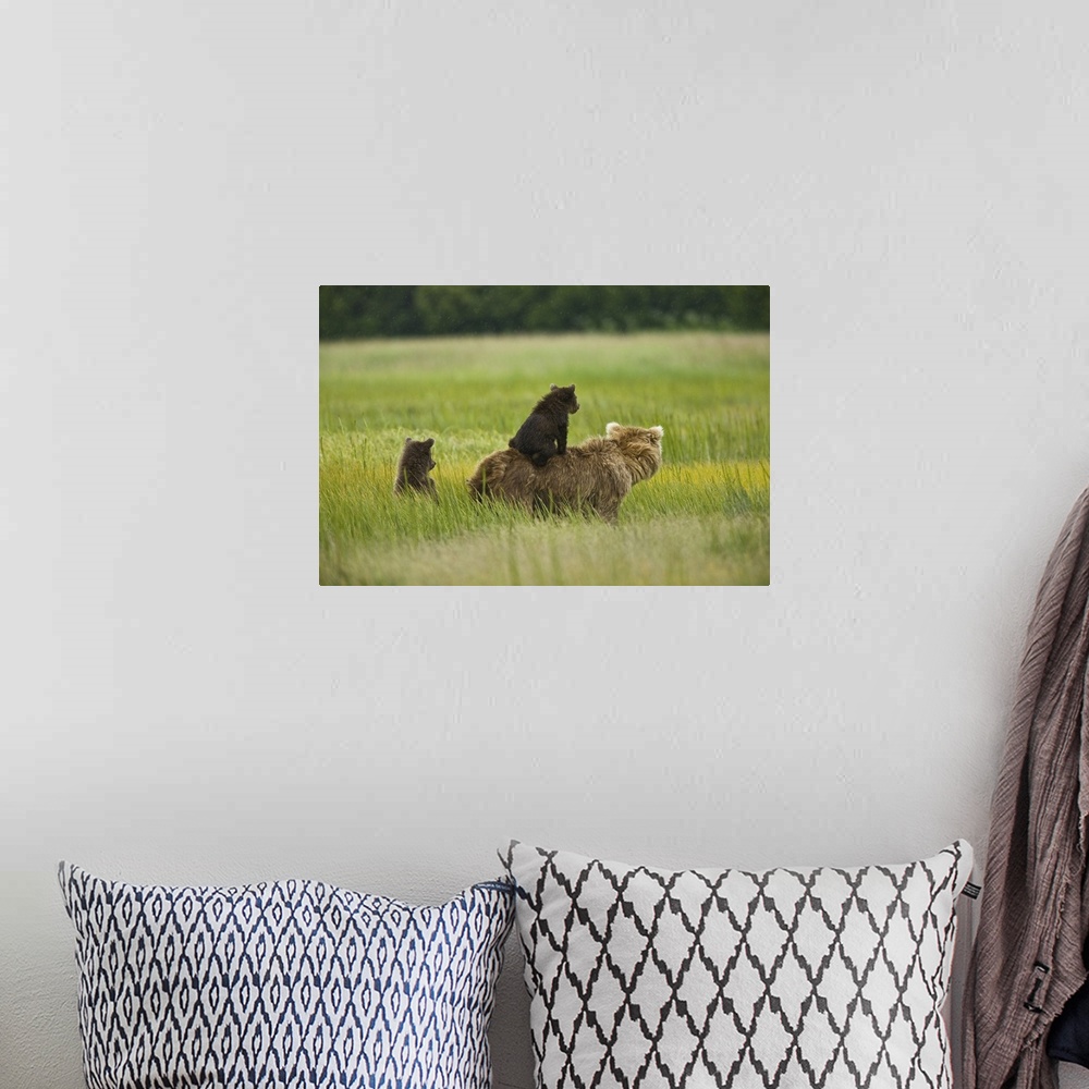 A bohemian room featuring USA, Alaska, Lake Clark National Park. A mother grizzly and her cubs scout for pending danger in ...