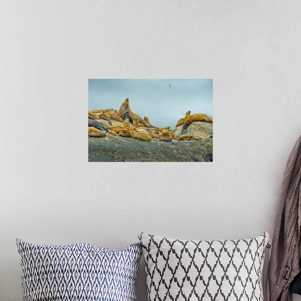 A bohemian room featuring Alaska, Steller Sea Lions relaxing on a rock in Glacier Bay National Park and Preserve.