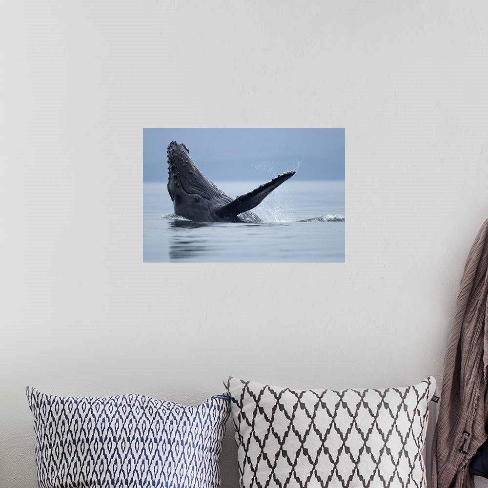 A bohemian room featuring USA, Alaska, Tongass National Forest, Young Humpback Whale (Megaptera novaengliae) makes eye cont...