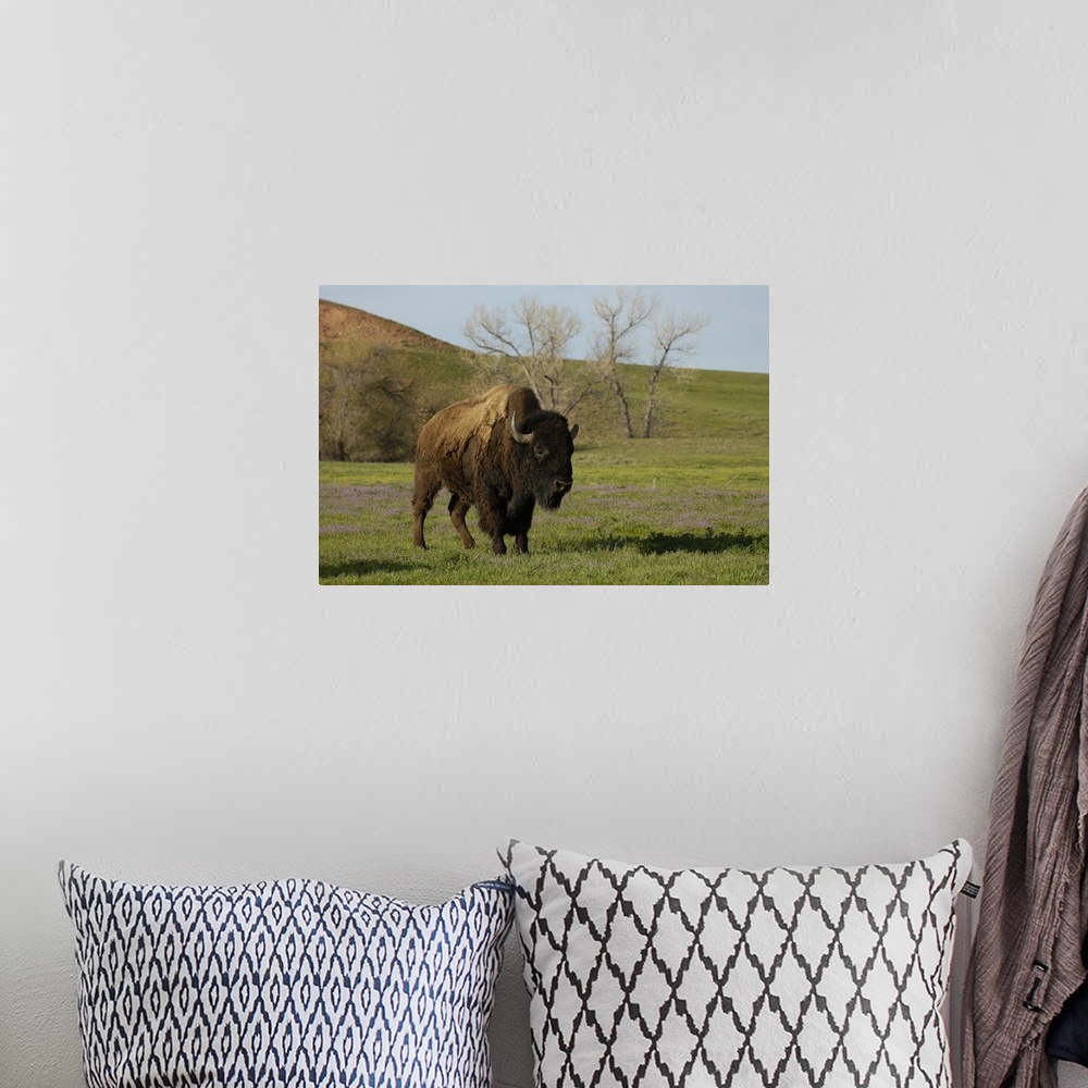 A bohemian room featuring American Bison 'Buffalo' (Bison bison) - Male.From private herd. Durham Ranch. Campbell County. W...