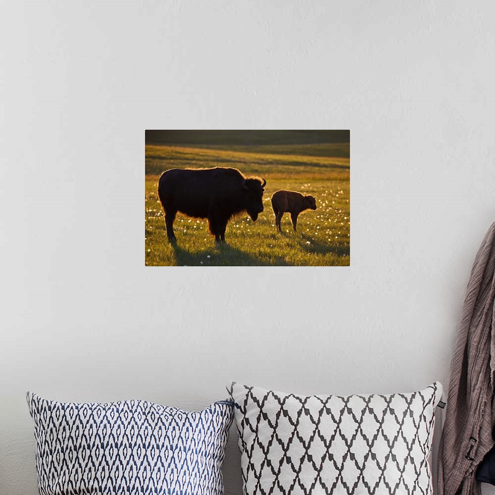 A bohemian room featuring American Bison (Bison bison) female and young on North Dakota prairie at sunset