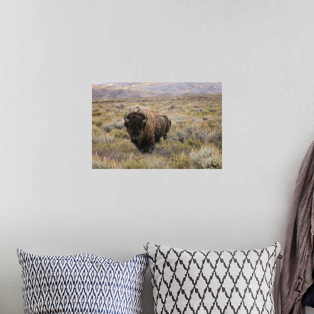 A bohemian room featuring American Bison in sagebrush meadow. Grand Teton National Park. United States, Wyoming.