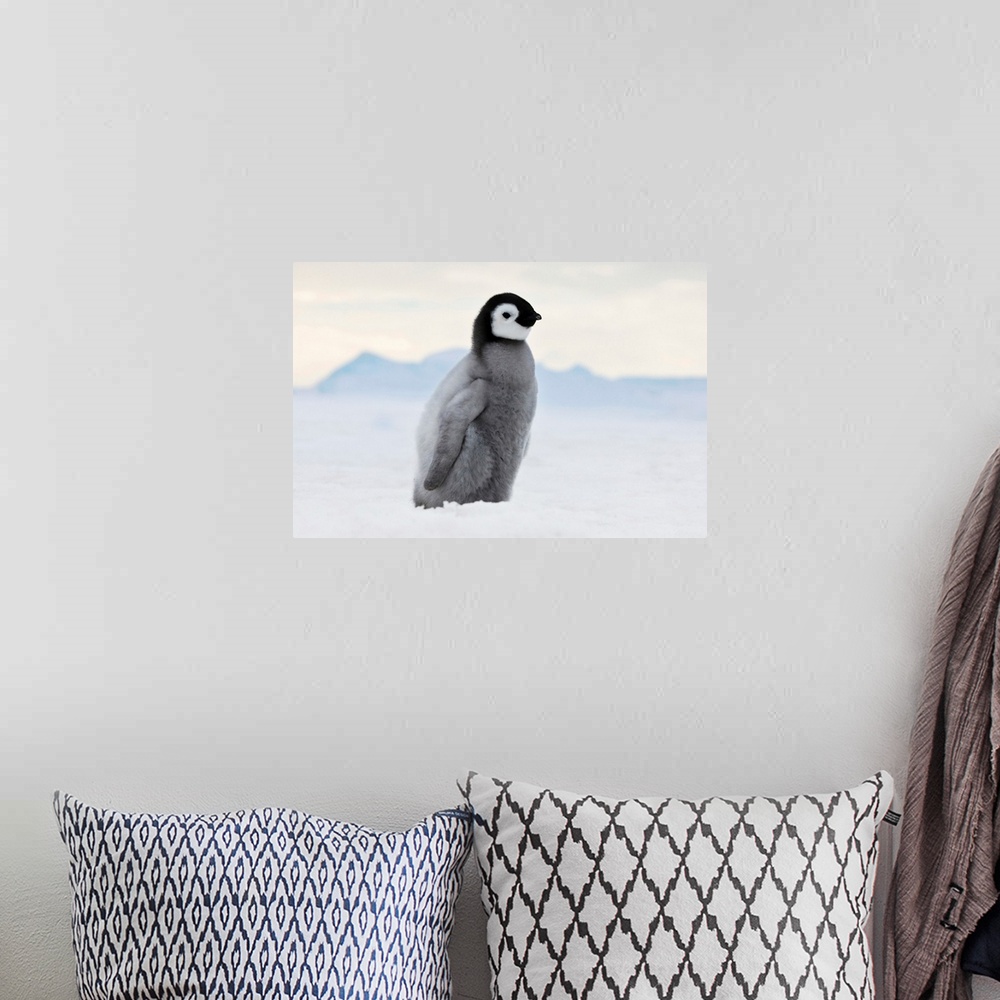 A bohemian room featuring An Emperor Penguin (Aptenodytes forsteri) chick walks on ice, Snow Hill Island, Antarctica.
