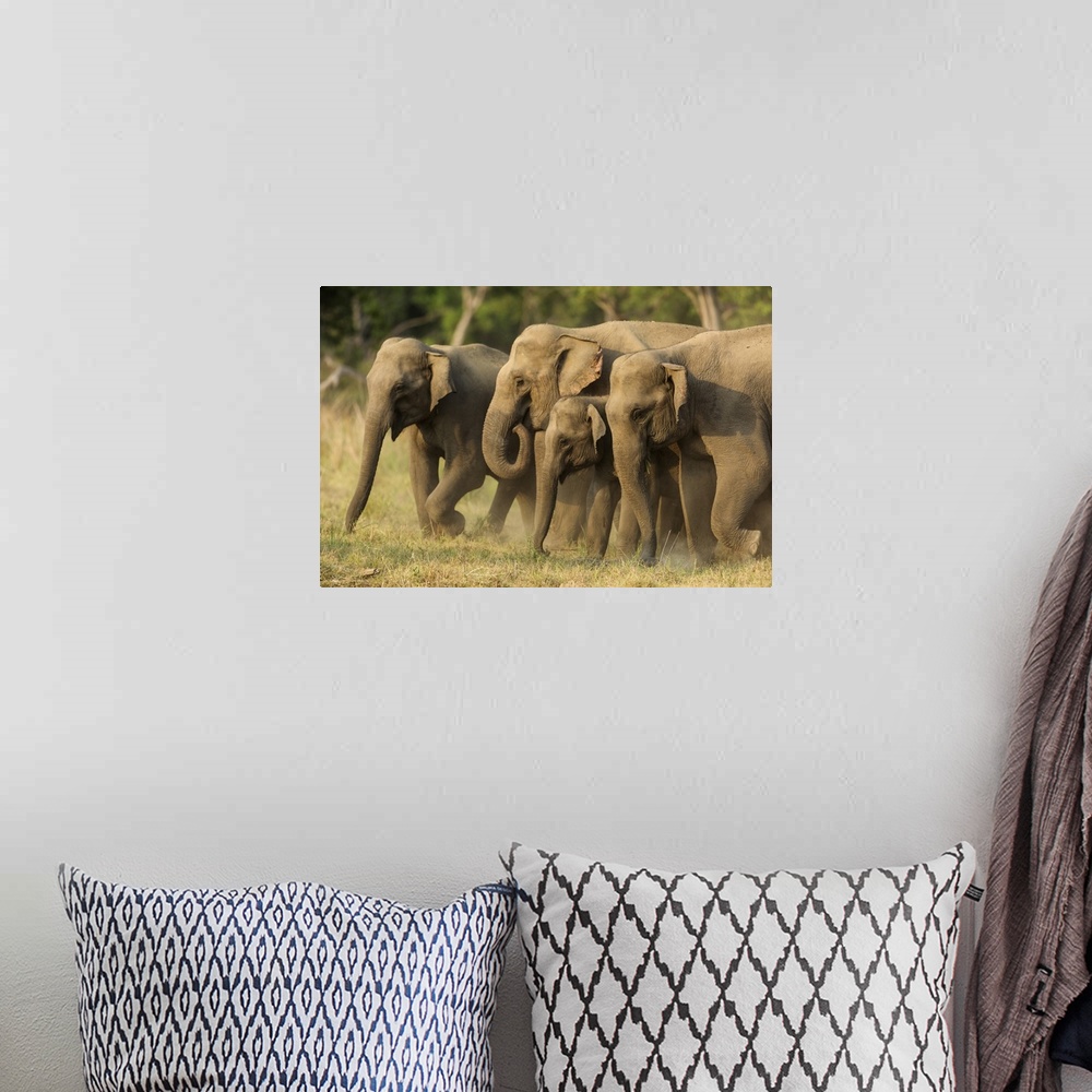 A bohemian room featuring Asian elephants, small herd, Corbett national park, India.