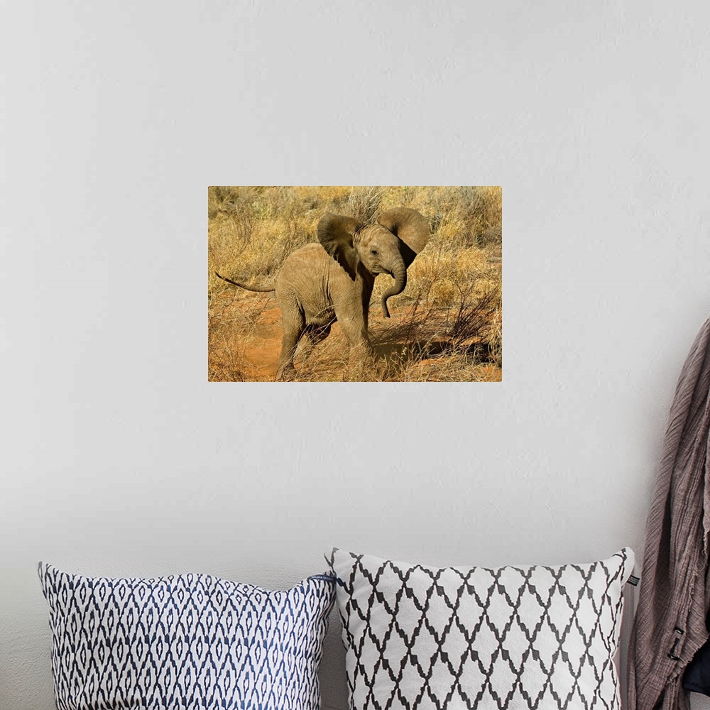A bohemian room featuring Baby African Elephant, Loxodonta Africana, Samburu Game Reserve, Kenya.