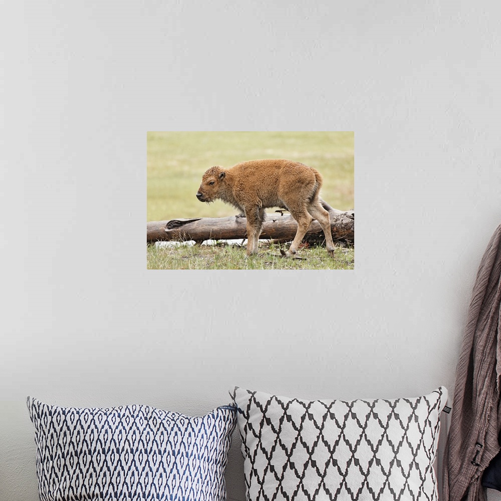 A bohemian room featuring Baby Bison, Yellowstone National Park, Wyoming.
