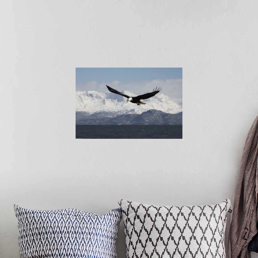 A bohemian room featuring Bald Eagle in Flight.Haliaeetus leucocephalus.Homer Alaska, 2006