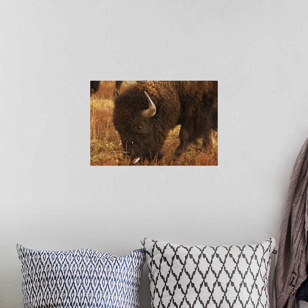 A bohemian room featuring Bison grazing, Grand Teton National Park, Wyoming.