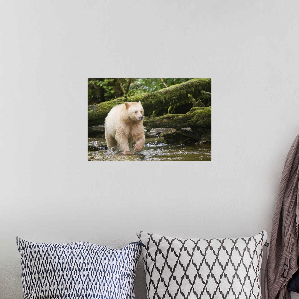 A bohemian room featuring Canada, British Columbia, Princess Royal Island. Spirit Bear, a white variety of the black bear. ...