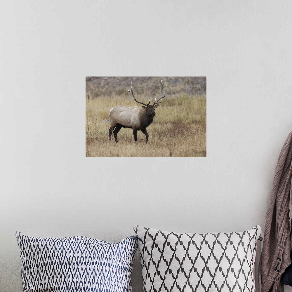 A bohemian room featuring Bull elk or wapiti in meadow, Yellowstone National Park, Wyoming. United States, Wyoming.