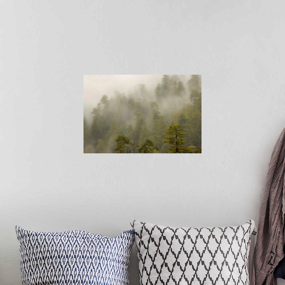 A bohemian room featuring USA, California, Redwood Creek Overlook, Redwood National Park. Fog covers redwood forest.