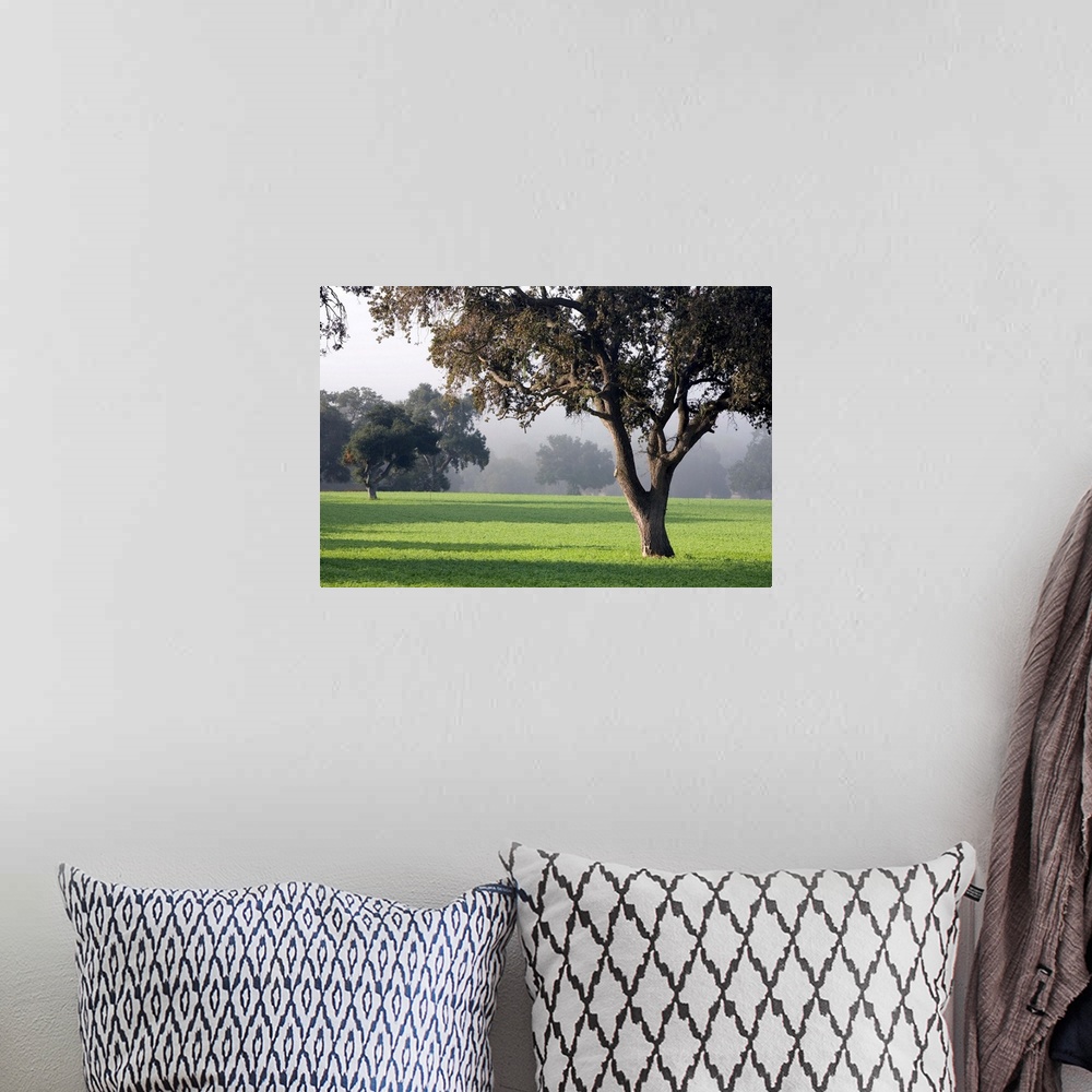A bohemian room featuring California, Santa Ynez Valley, oak trees dot meadows near Santa Barbara