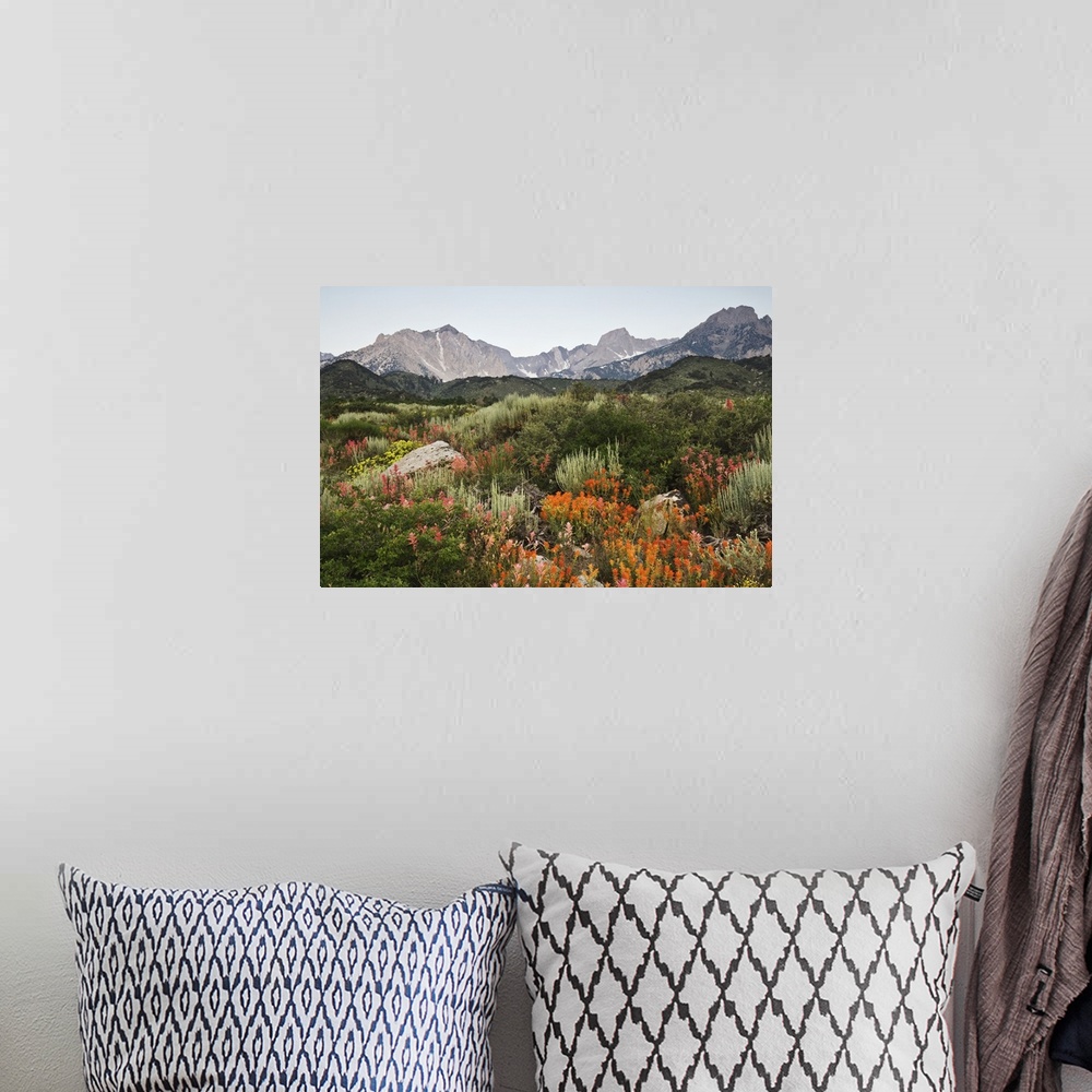 A bohemian room featuring USA, California. Wildflowers bloom on the eastern escarpment of the Sierra Nevada Mountains.