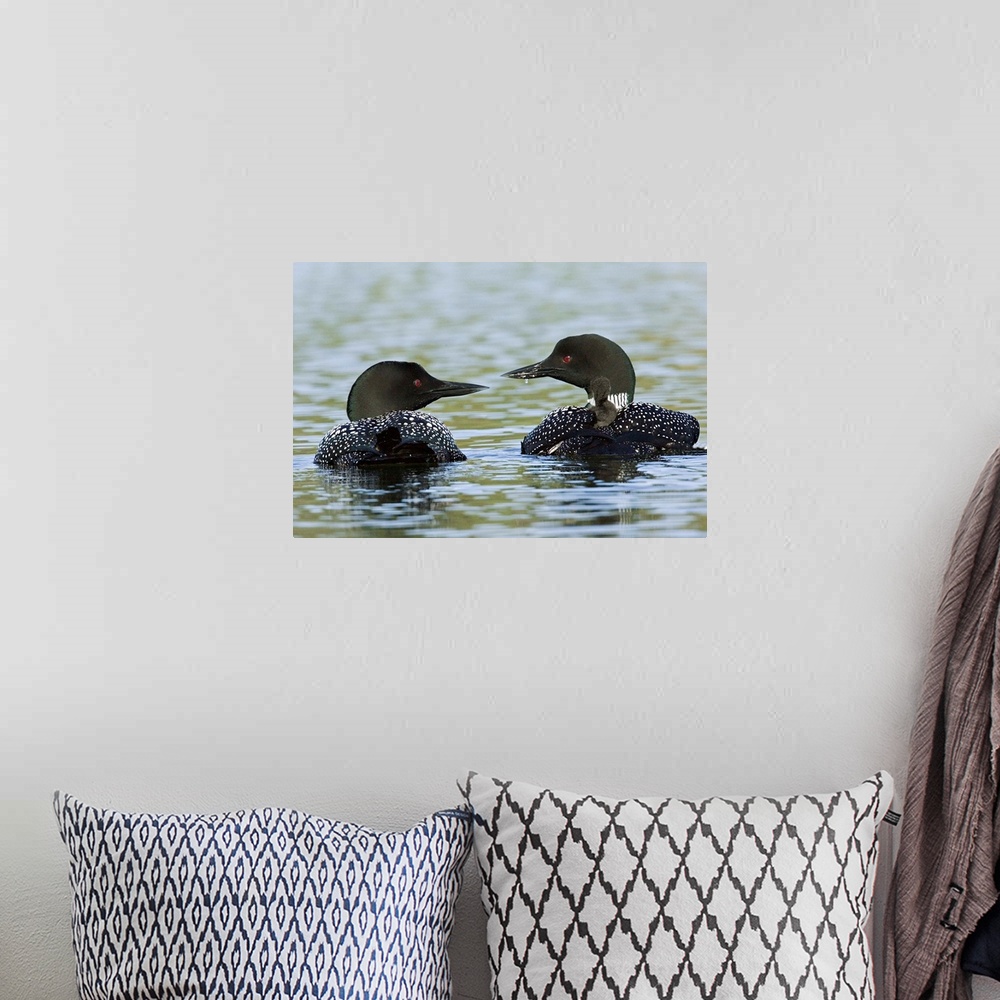 A bohemian room featuring North America, Canada, British Columbia, Lac Le Jeune. Common Loon (Gavia immer) pair with chicks...