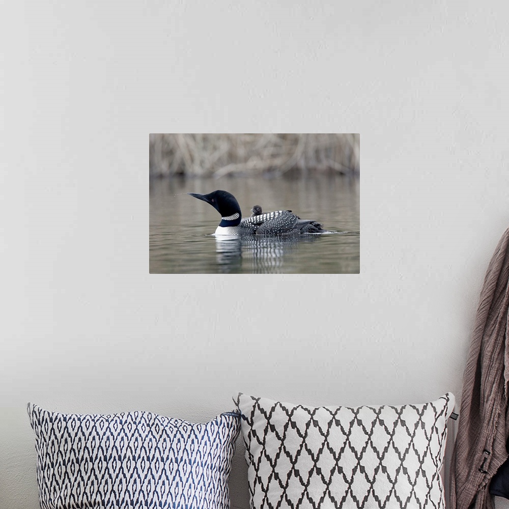 A bohemian room featuring North America, Canada, British Columbia. Common Loon, (Gavia immer) with chick. Loon is apparentl...