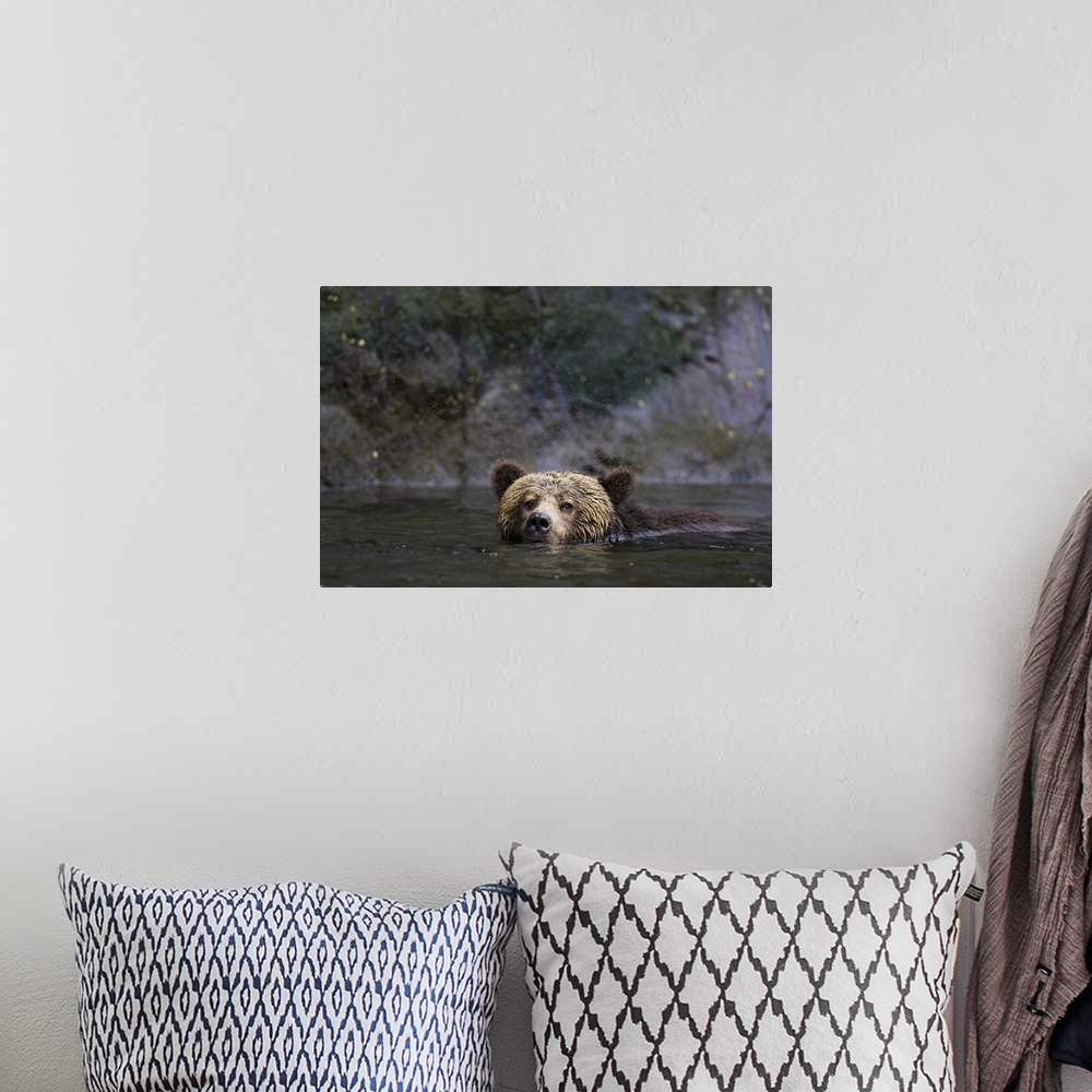 A bohemian room featuring North America, Canada, British Columbia. Grizzly bear swimming.