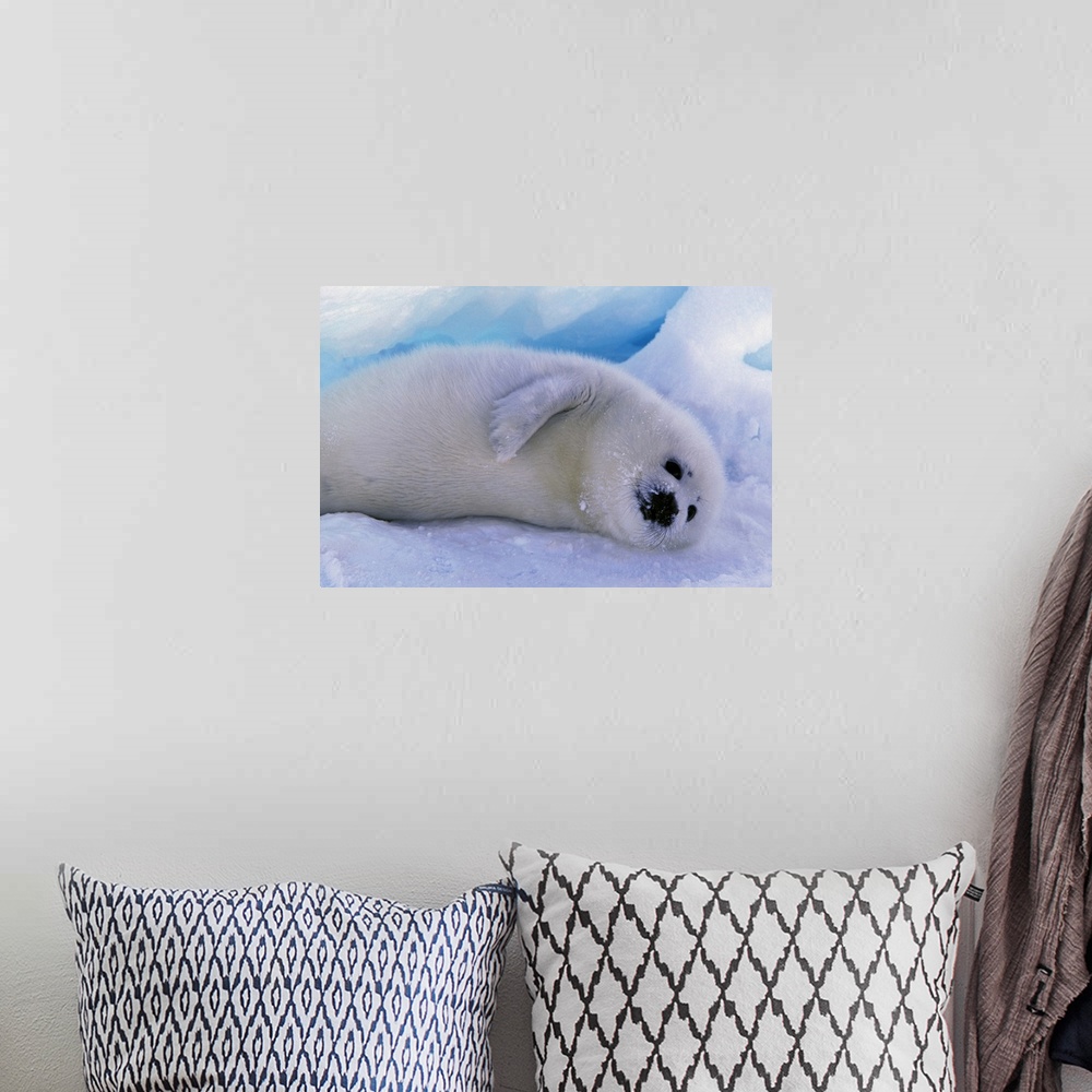 A bohemian room featuring Canada, Gulf of St. Lawrence, Harp Seal (phoca groenlandica) pup