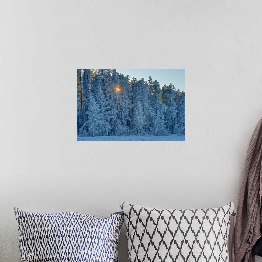 A bohemian room featuring Canada, Manitoba, Belair provincial forest. Backlit jack pine trees covered in hoarfrost.