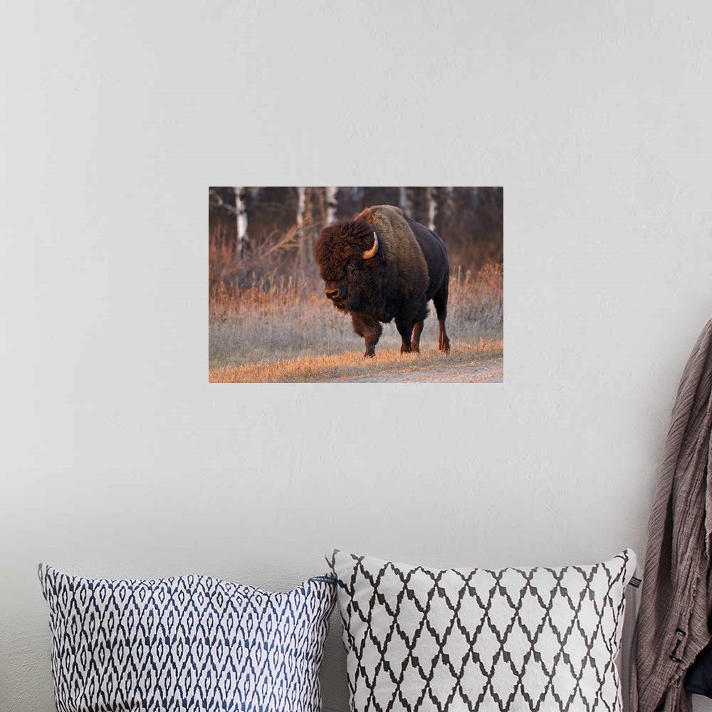 A bohemian room featuring Canada, Manitoba, riding mountain national park. Close-up of male American plains bison.