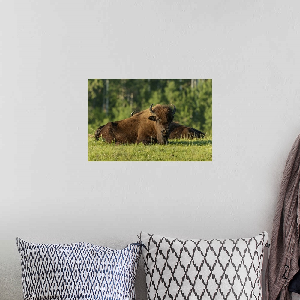 A bohemian room featuring Canada, Manitoba, Riding Mountain National Park, Plains Bison Adults Resting In Grass