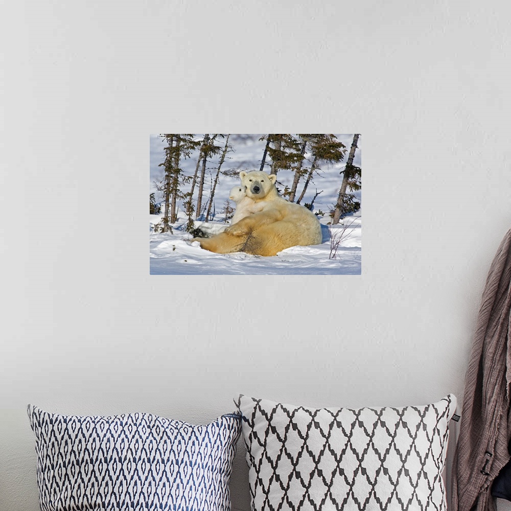 A bohemian room featuring Canada, Manitoba, Wapusk National Park. Polar bear cub playing with a watchful mother.