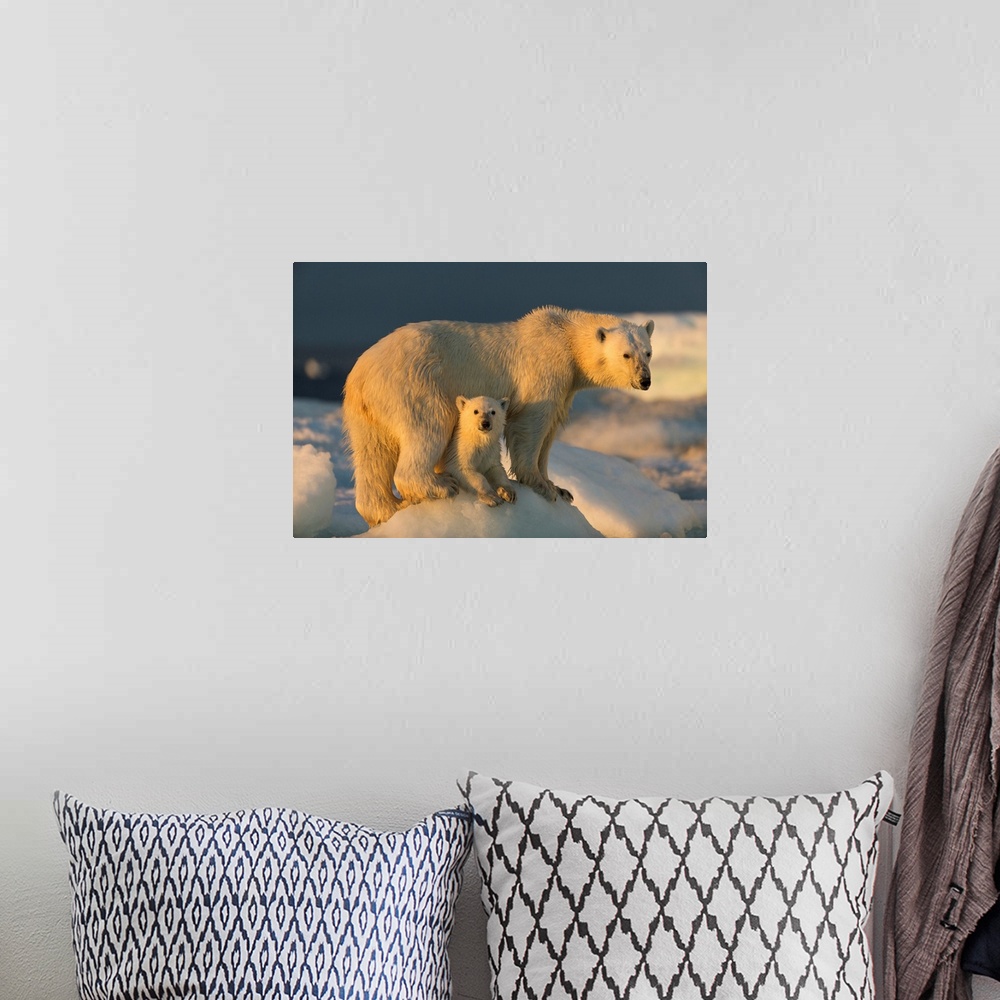 A bohemian room featuring Canada, Nunavut Territory, Repulse Bay, Polar Bear Cub (Ursus maritimus) beneath mother while sta...