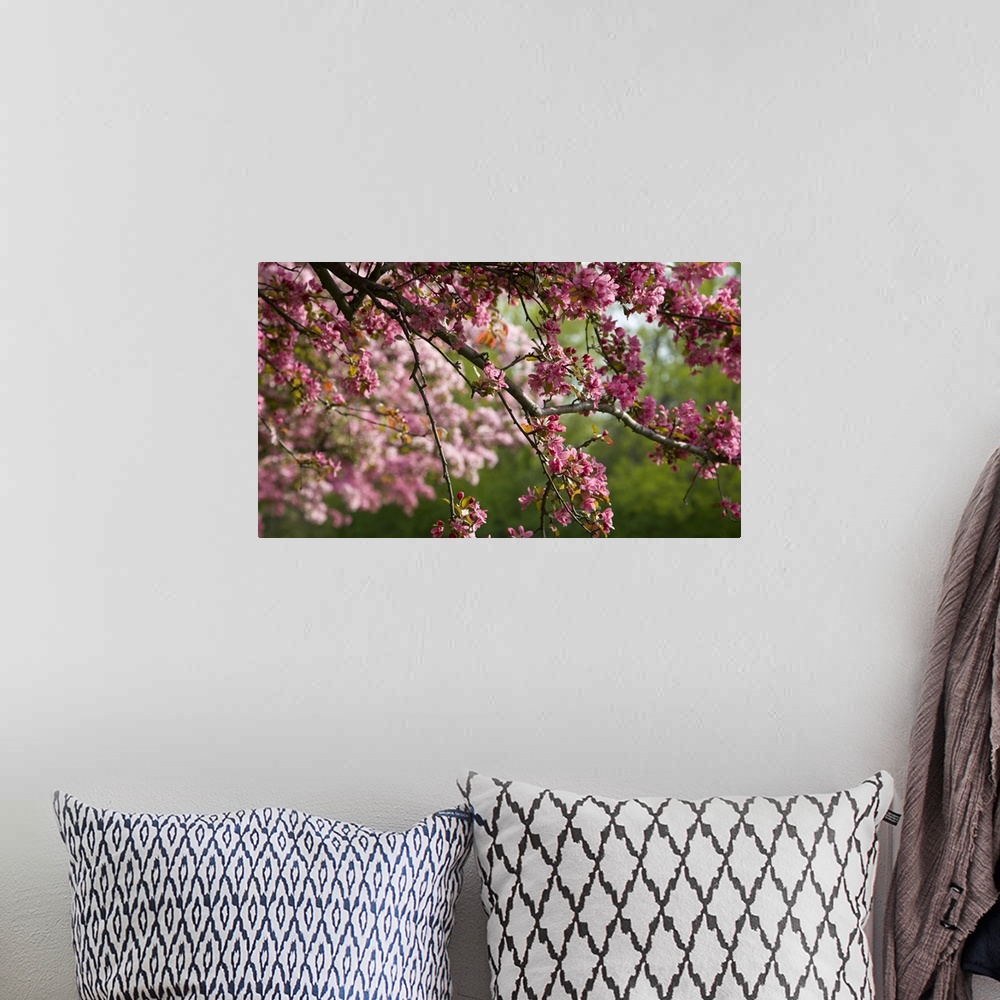 A bohemian room featuring Canada, Ontario, Ottawa. Close-up of limb with cherry blossoms.  Credit as: Bill Young / Jaynes G...