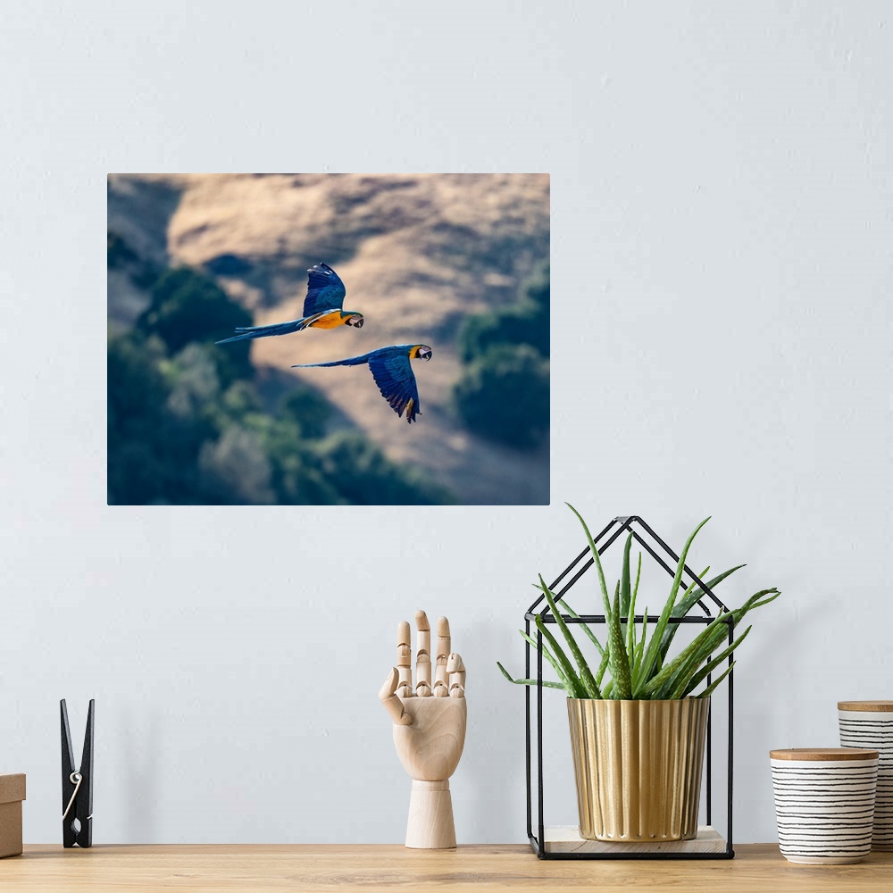 A bohemian room featuring Captive blue and gold macaws fly together, Lotus, California, USA.