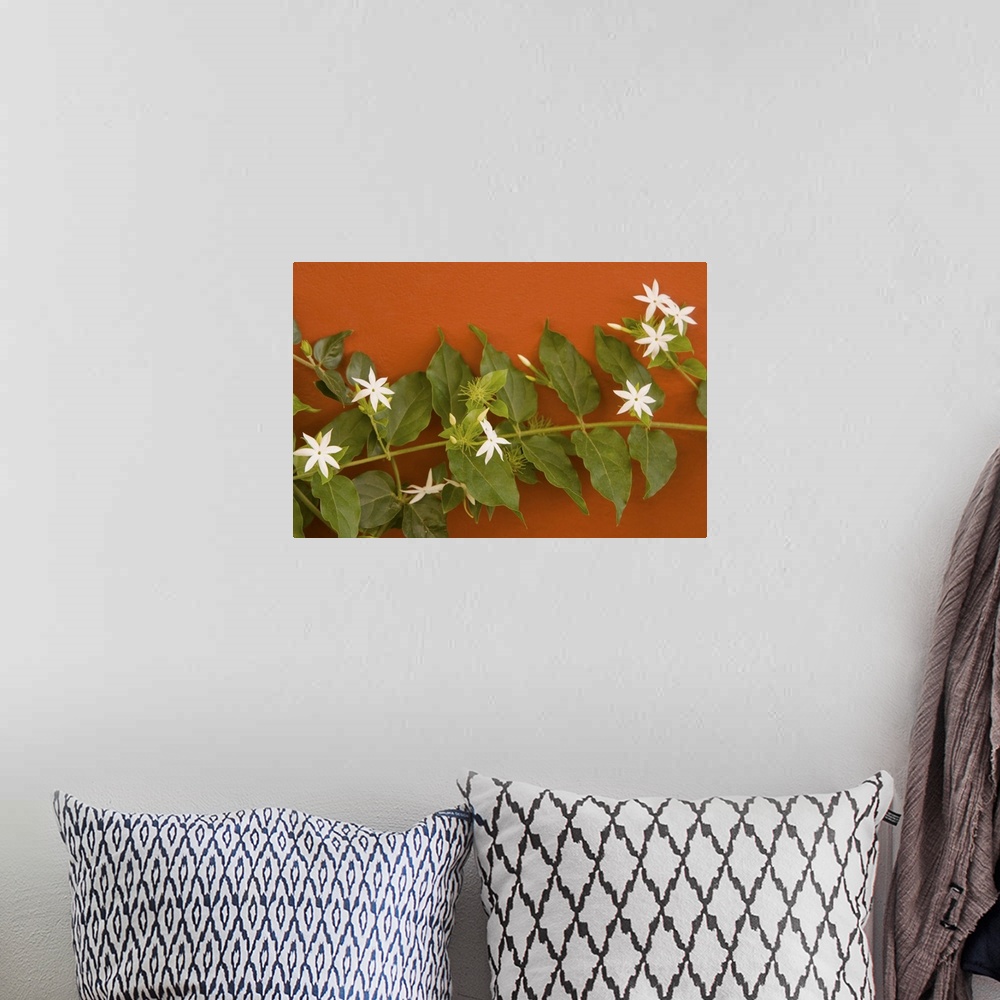 A bohemian room featuring Caribbean, Netherland Antilles, Curacao, Willemstad.  Flowering vine on red wall.