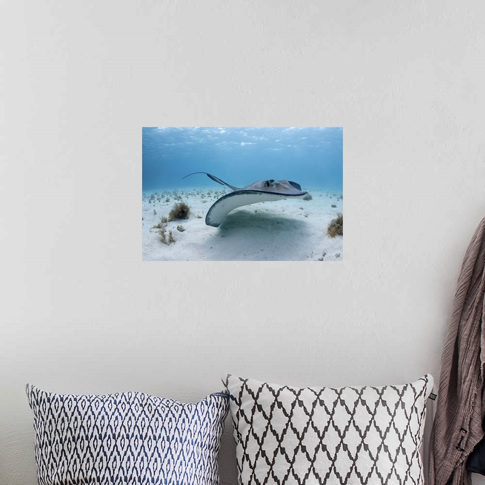 A bohemian room featuring Cayman Islands, Grand Cayman Island, Underwater view of Southern Stingray (Dasyatis americana)  i...