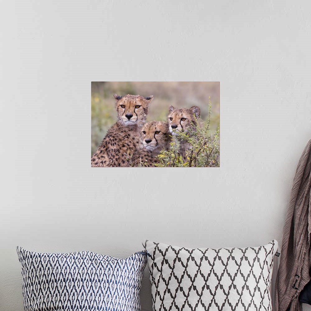 A bohemian room featuring Cheetah cubs trying to hide behind bush, but too curious to stay in hiding. Serengeti, Tanzania, ...