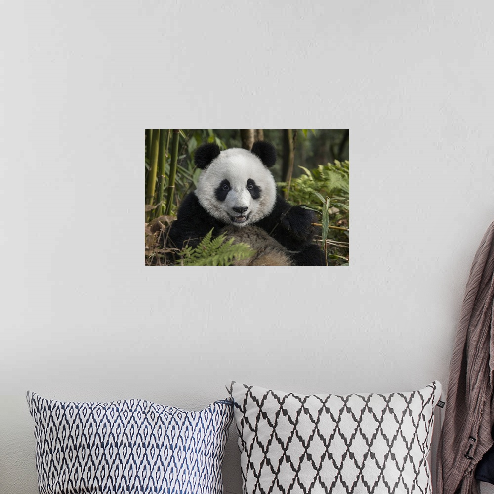 A bohemian room featuring China, Chengdu, Chengdu Panda Base. Portrait of young giant panda.