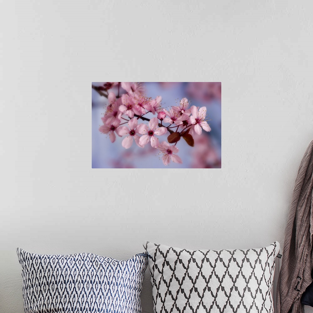A bohemian room featuring Close-up of cherry blossoms or sakura.