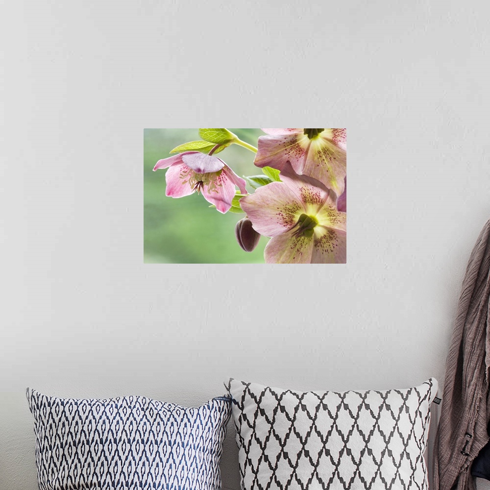A bohemian room featuring Close-up of hellebore flowers and bud.