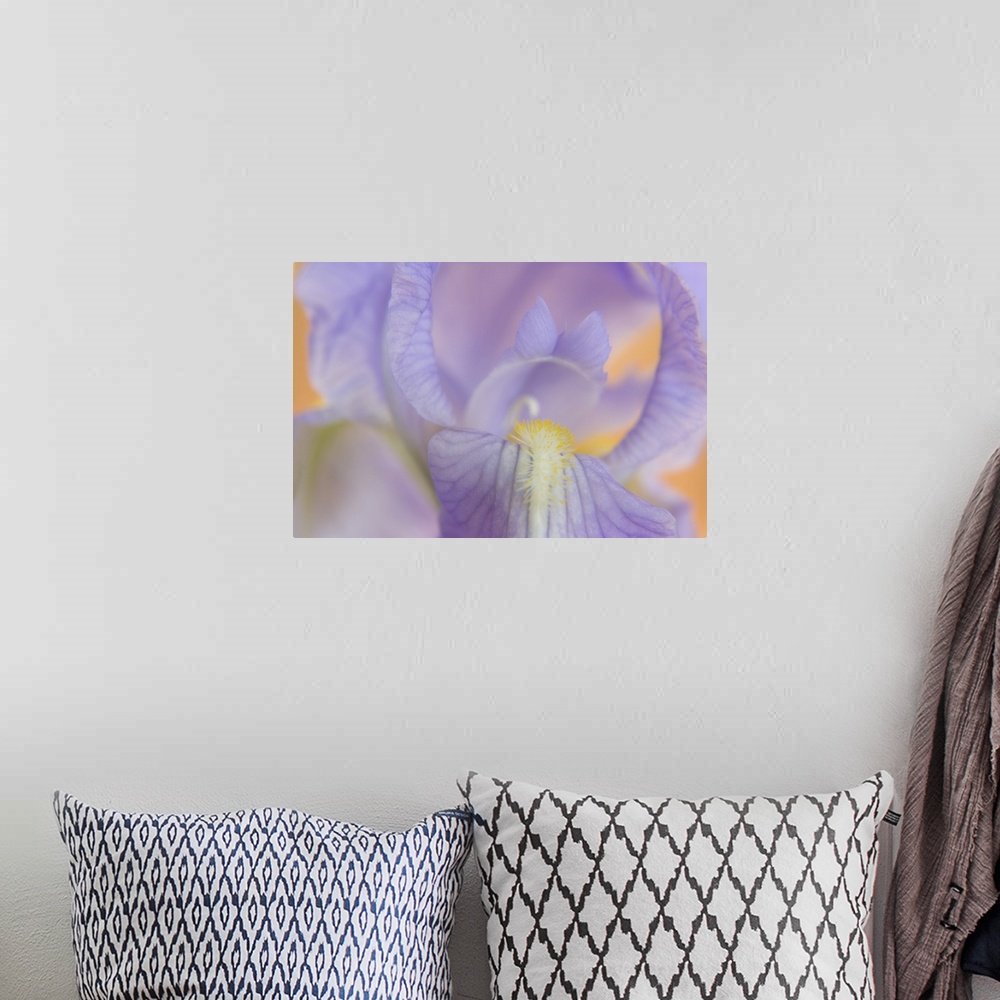 A bohemian room featuring Close-up of iris blossom.