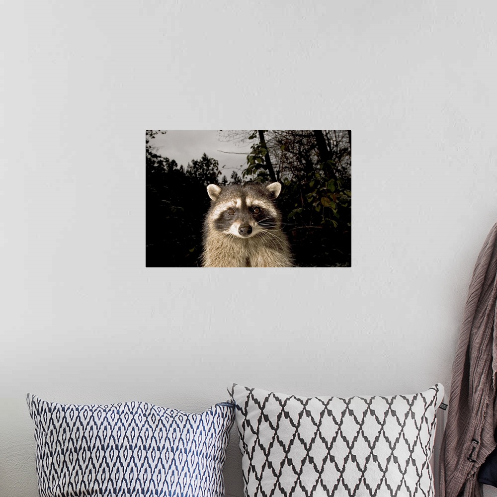 A bohemian room featuring Common raccoon, Procyon lotor, Stanley Park, British Columbia