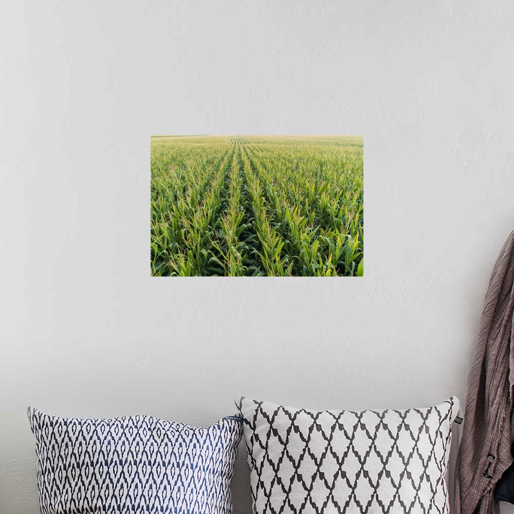 A bohemian room featuring Corn Field, Marion County, Illinois