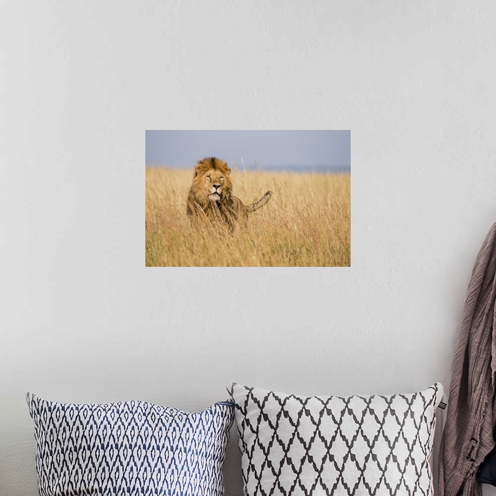 A bohemian room featuring East Kenya, Maasai Mara National Reserve, Mara Conservancy, Mara Triangle, male lion.