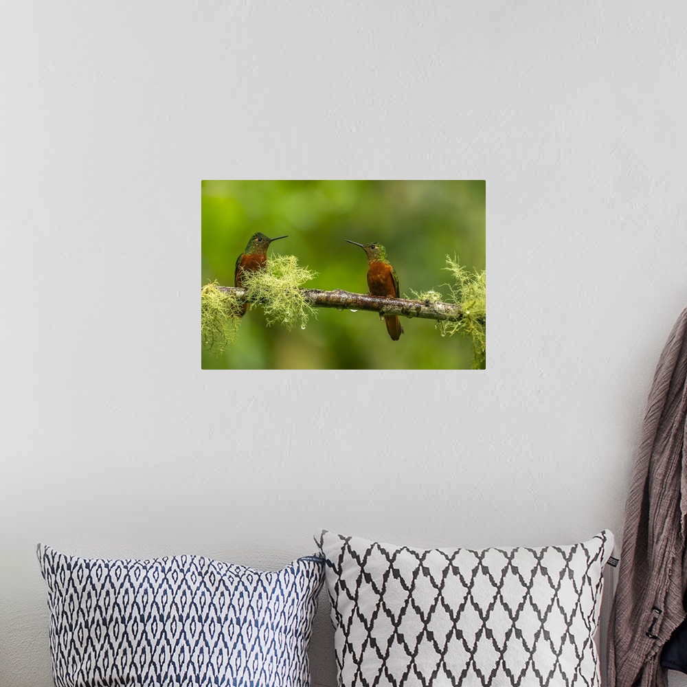 A bohemian room featuring Ecuador, Guango. Chestnut-breasted coronet hummingbirds close-up.