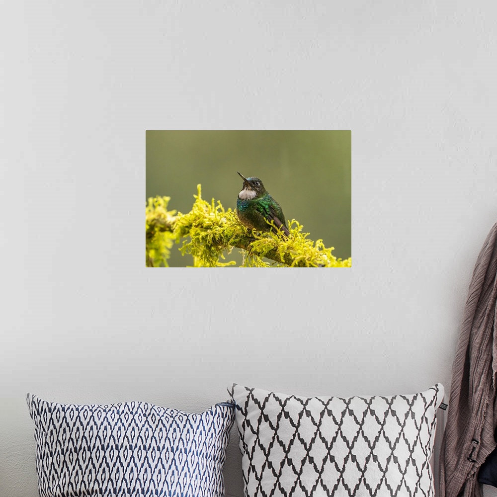A bohemian room featuring Ecuador, Guango. Tourmaline sunangel hummingbird close-up.