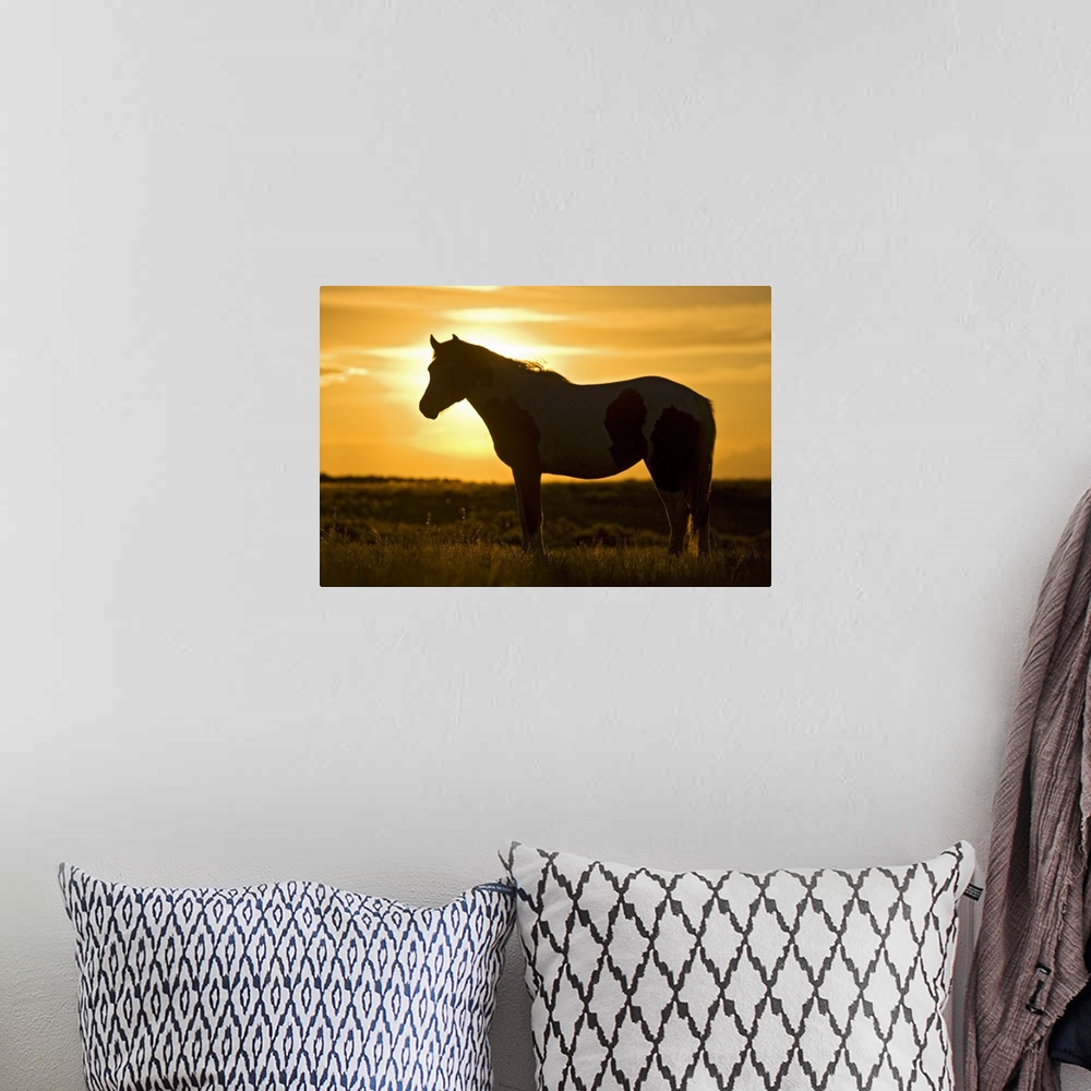 A bohemian room featuring Feral Horse (Equus caballus) in grass at sunset, sagebrush country east of Cody, Wyoming, USA.