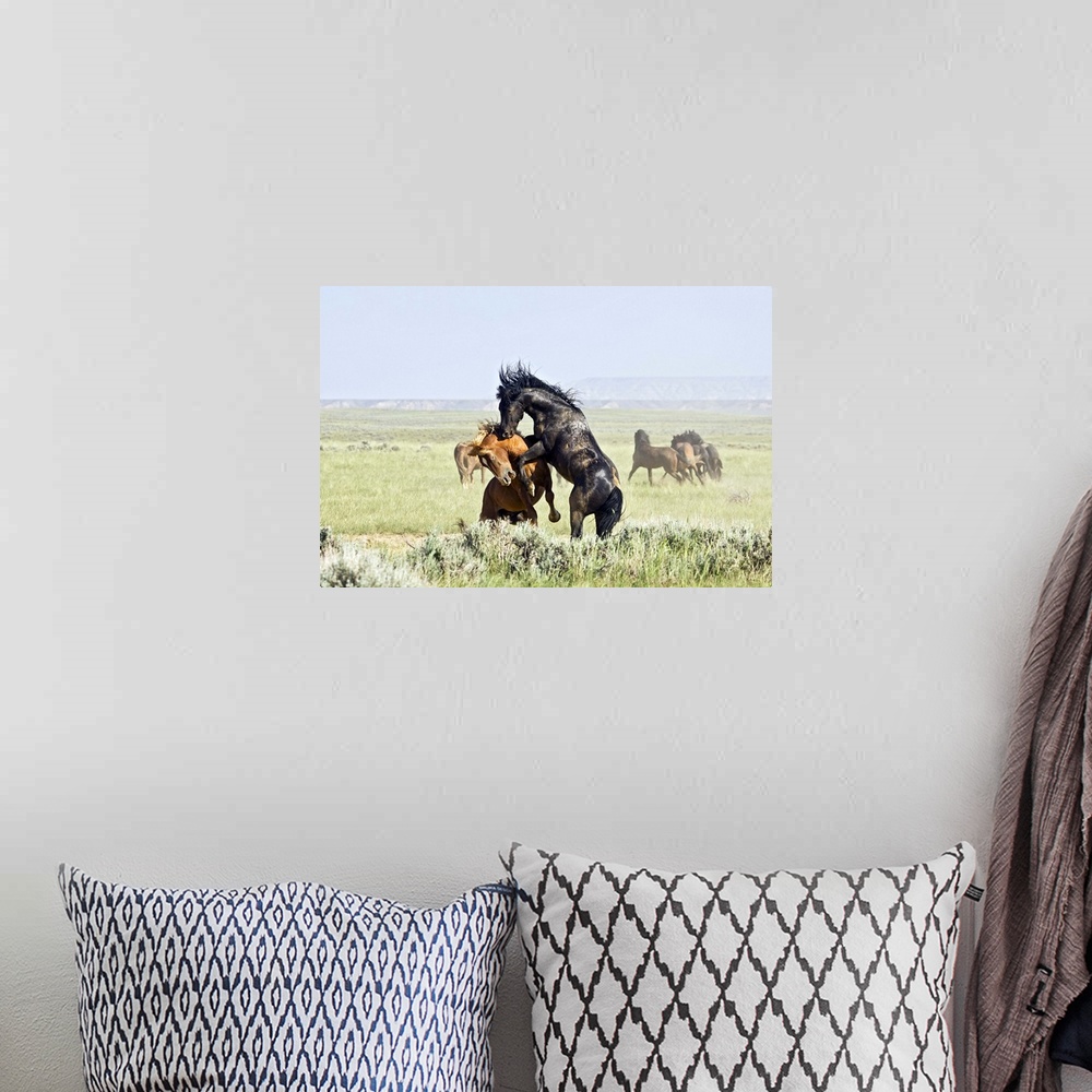 A bohemian room featuring Feral Horses (Equus caballus) fighting, east of Cody, Wyoming.