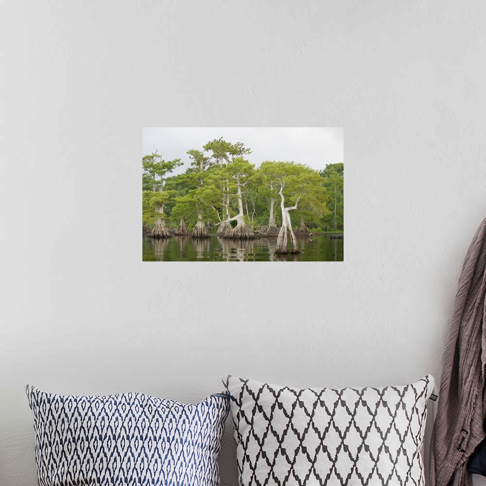 A bohemian room featuring USA, Florida, Blue Cypress Lake. Cypress tree stand with roosting vultures and osprey.