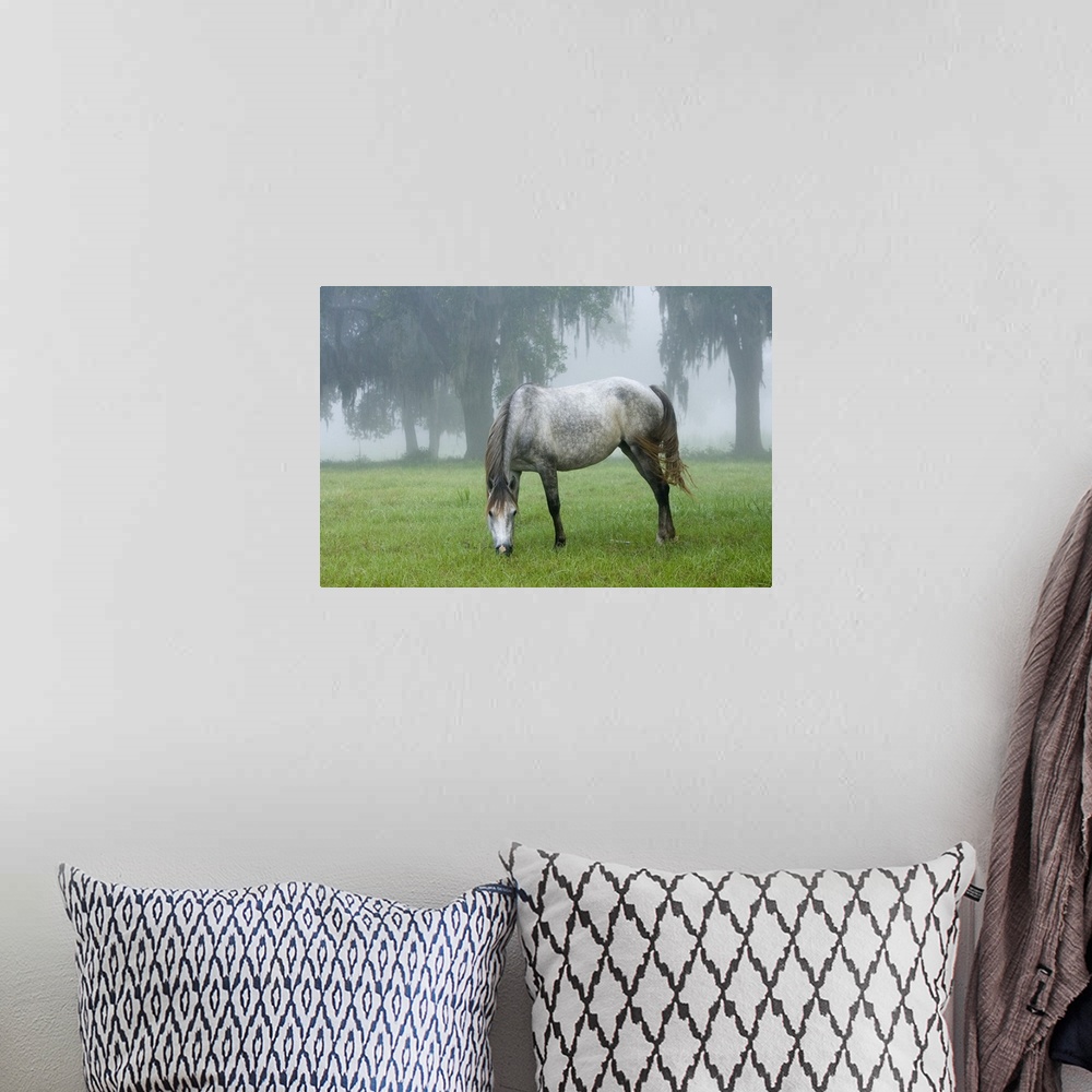 A bohemian room featuring Florida Cracker mare on a foggy morning.Equus caballus.Bushnell, FL