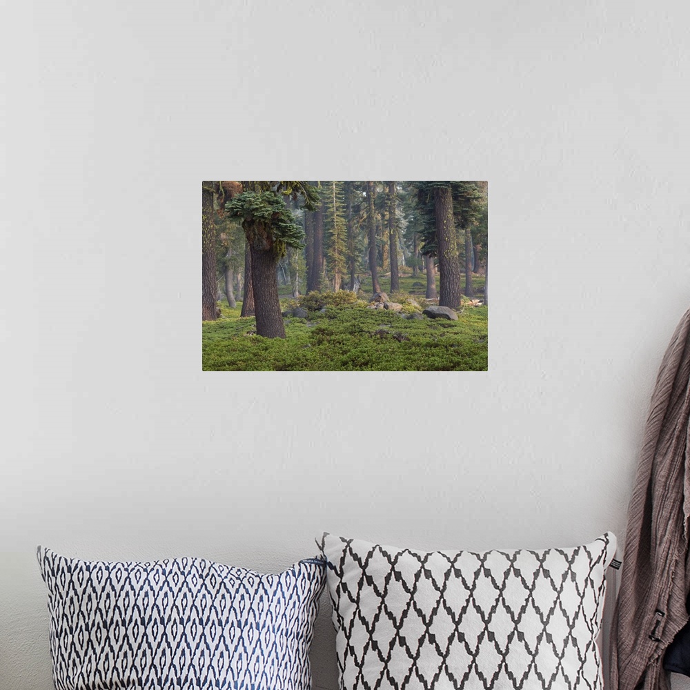 A bohemian room featuring Forest, Lassen Volcanic National Park, Mount Lassen, California, USA.
