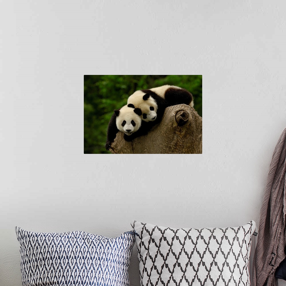 A bohemian room featuring Giant panda babies (Ailuropoda melanoleuca) Family: Ailuropodidae. Wolong China Conservation and ...
