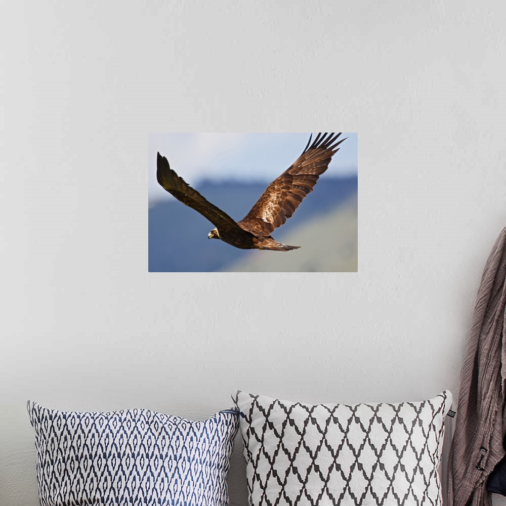 A bohemian room featuring Golden Eagle (Aquila chryseatos) adult in flight, an endangered species of raptor