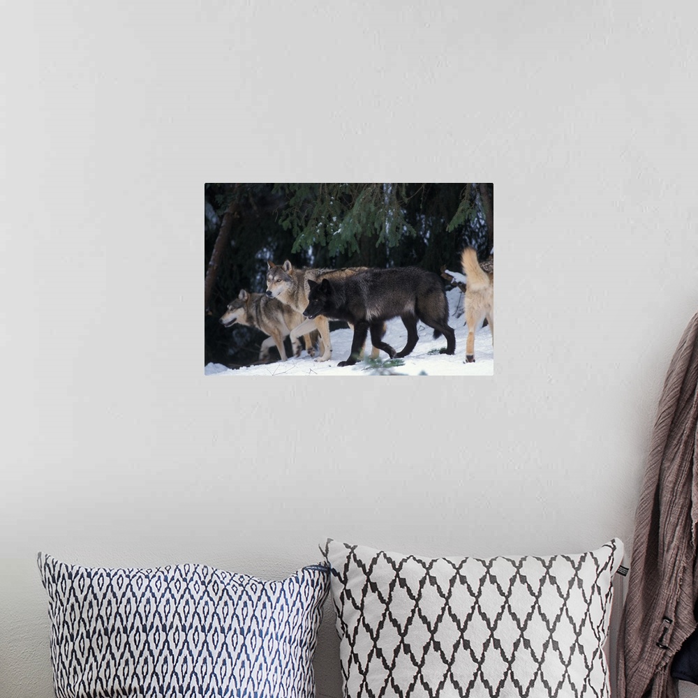A bohemian room featuring Gray wolf (Canis lupus) pack in the foothills of the Takshanuk mountains, northern southeast Alaska.